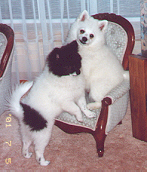 Carly & Jaxon at home as pups